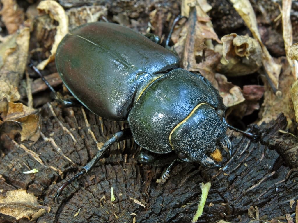 Lucanus cervus (Linnaeus, 1758)